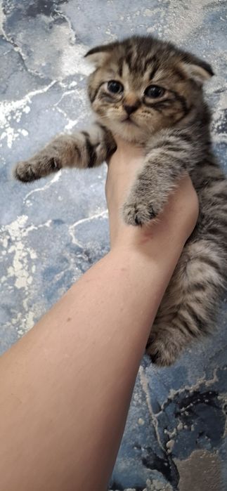 Шотландские вислоушки котята
