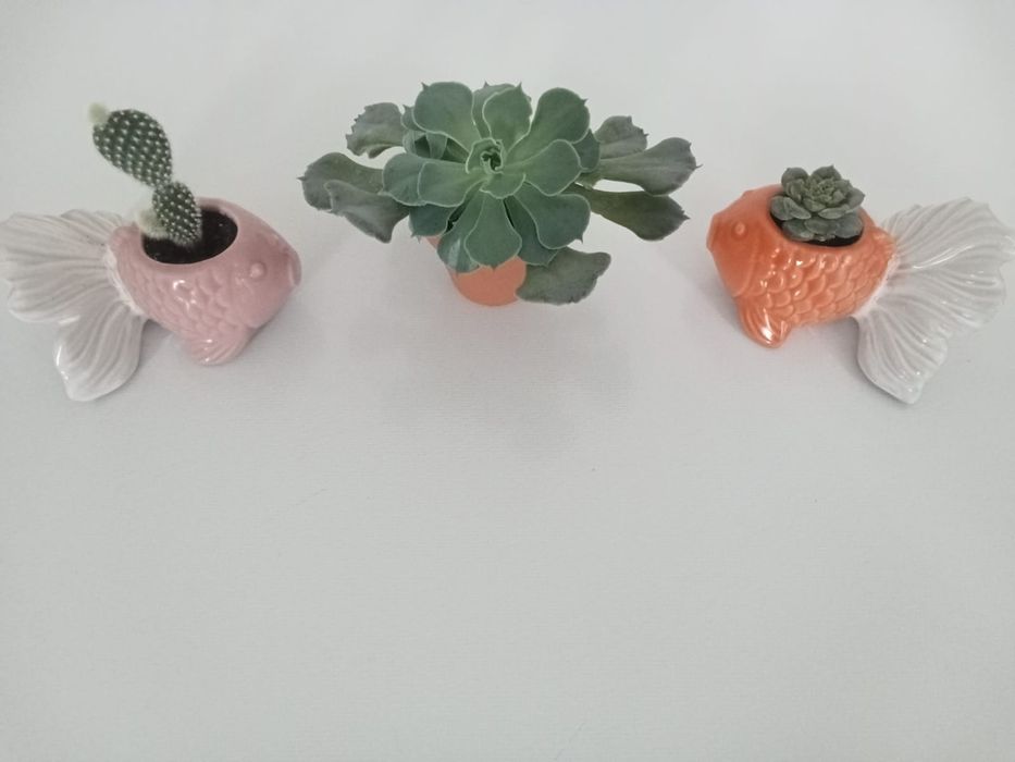 Продам цветы комнатные