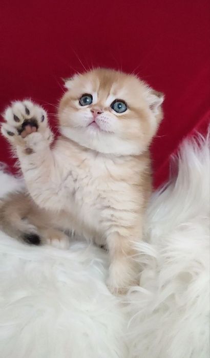 Скотиш фолд мальчик золотая шиншилла