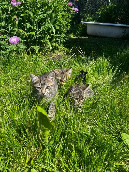 Отдам котят, 2 месяца