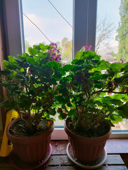 Продам цветы герань