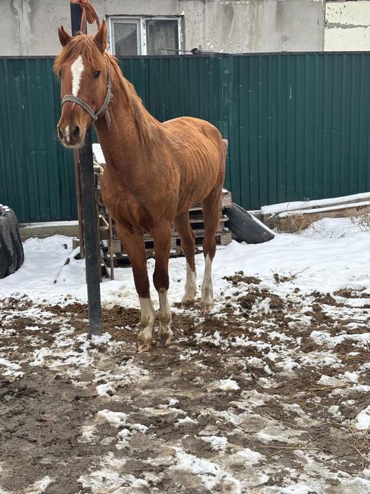 Дөнен міңгі жуас сатылады.