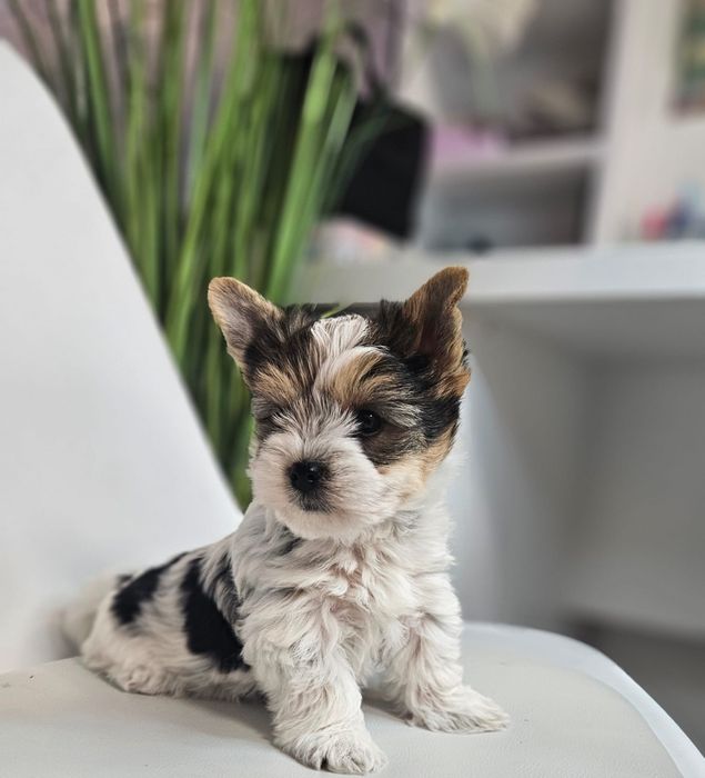 Baietel yorkshire terrier Biewer!