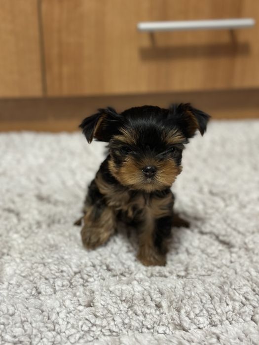 Две женски мини йоркита