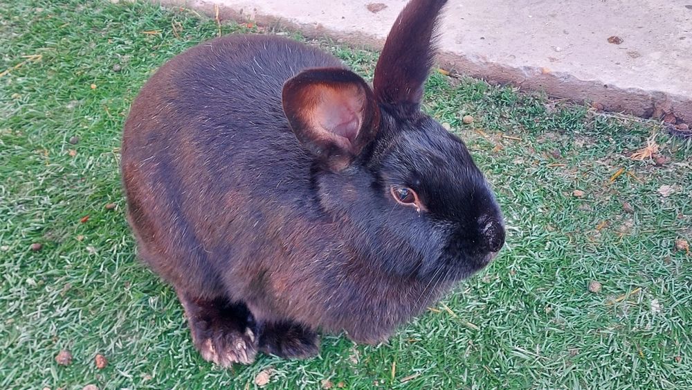 Кролик Кролик Кролик