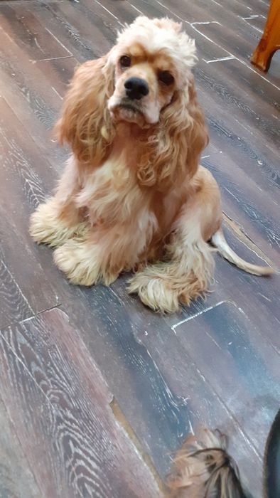 привозной кобель американского кокер спаниеля