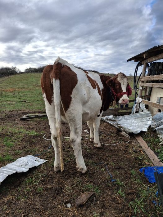 Vând junincă bălțată germană