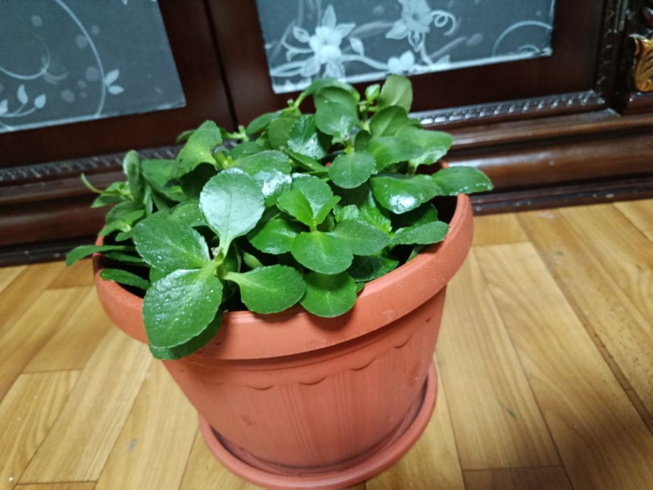 Гибискус и Каланхое комнатные