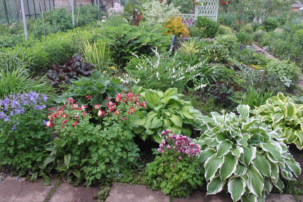 Клумбы тенелюбивых многолетников фото Клумбы тенелюбивых многолетников фото