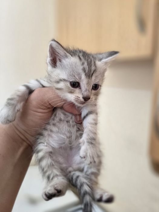 Отдам красивых котят