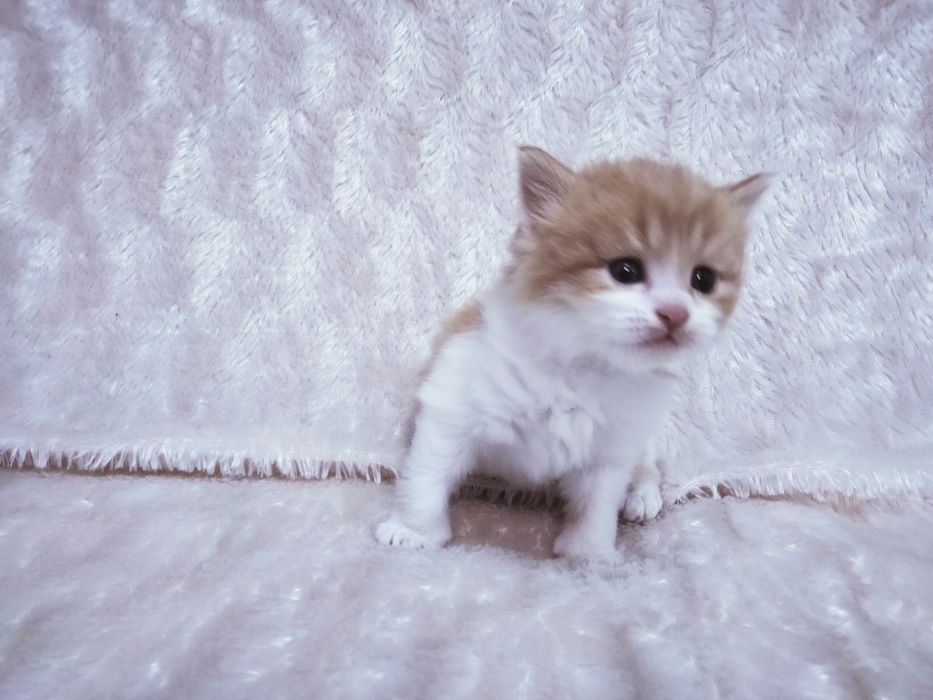 Продам котёнка,  персидской породы.