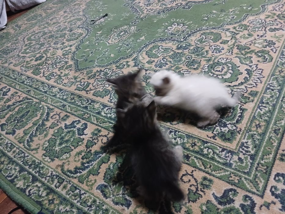 Отдам котят в добрые руки