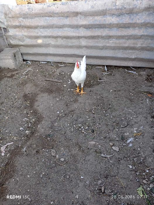 DE VÂNZARE – Cocosi Leghorn Alb 4 luni