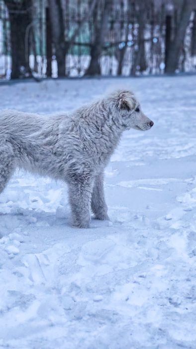 Щенок мальчик ищет дом