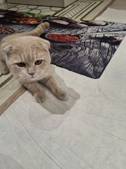 Skotish fold Mushugi o’g’il bola