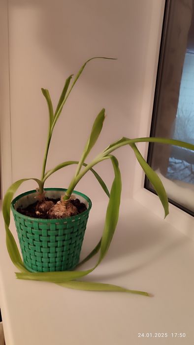 Продам луковицы Индийского лука