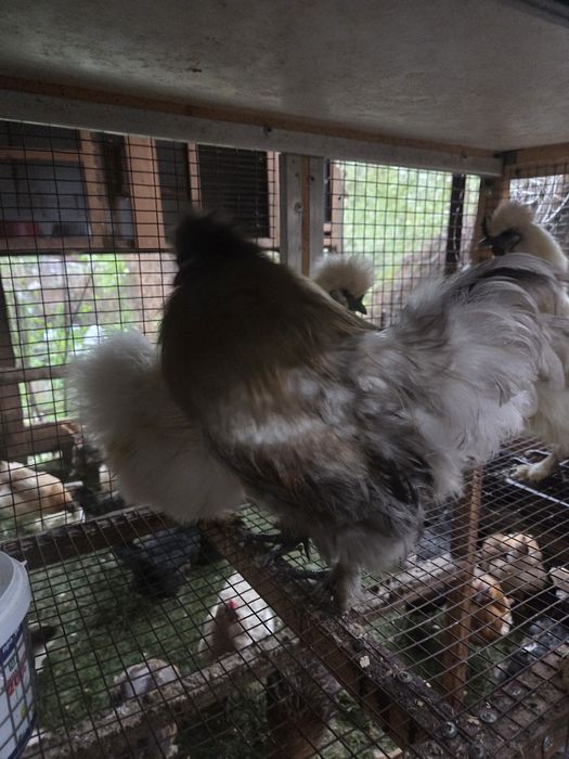 Семья китайских шелковых.