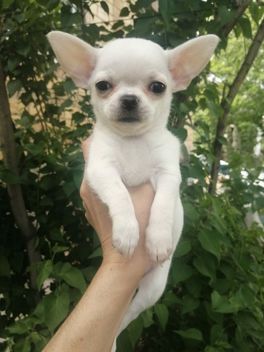 Продам шикарных щенков чихуахуа