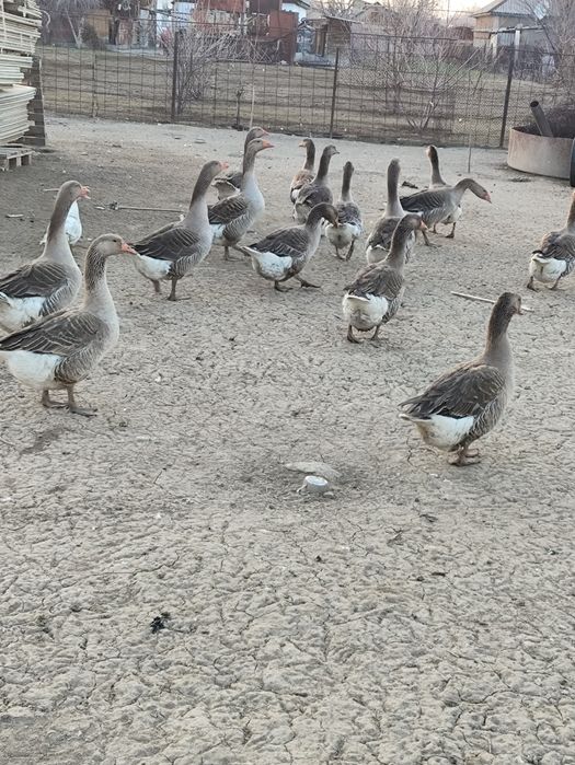 Продам гусиное яйцо