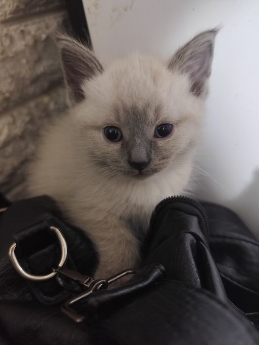 Котята невской маскарадной