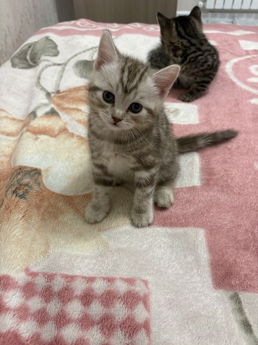 Продажа британских котят