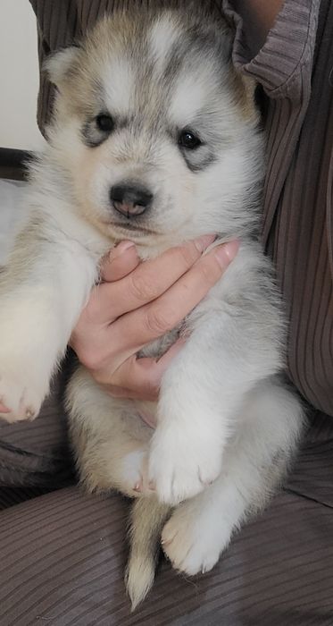 Срочно сибирский хаски мальчик чистокровные родители на фото