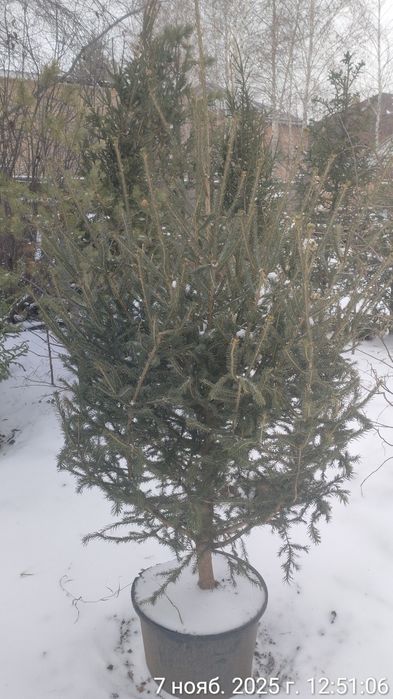 Живые Новогодние ёлки