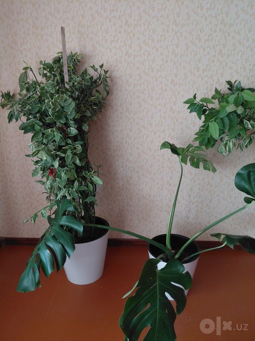 Домашние цветы . Берёзка и монстера