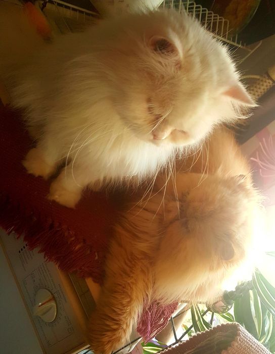 Мъжко персийско коте продавам