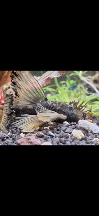 Звездни сомчета,воални анцитруси