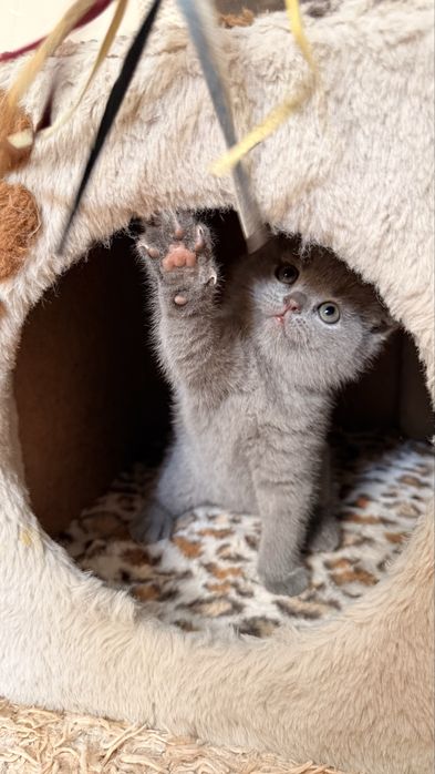 Продаются котята
