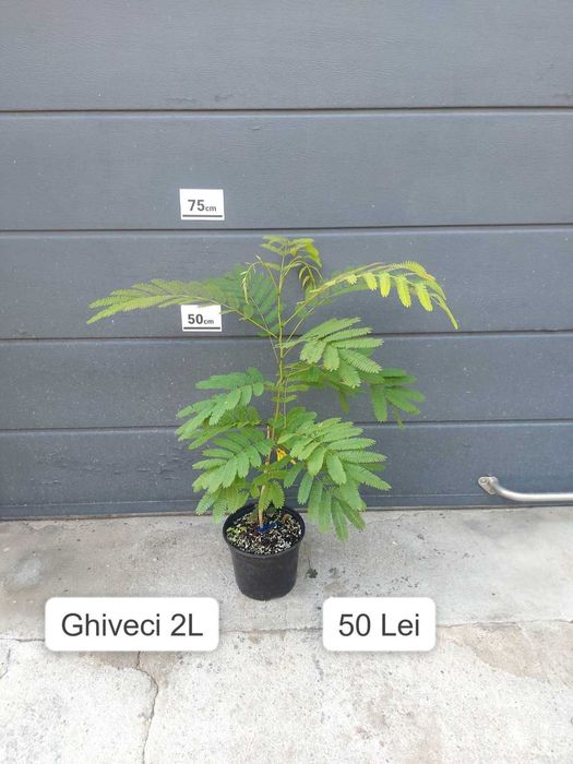 Arbore de Matase / Mimosa / Albizia Julibrissin la ghiveci