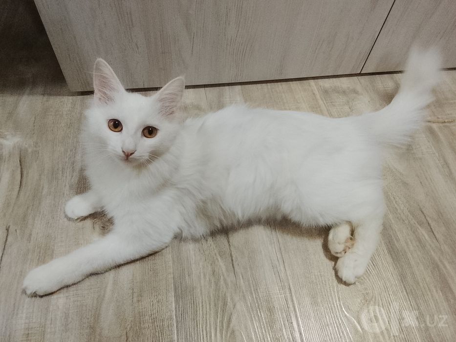 Кошечка турецкая ангорка