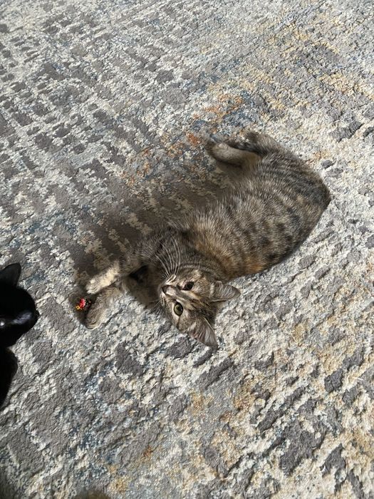 Ищем добые руки