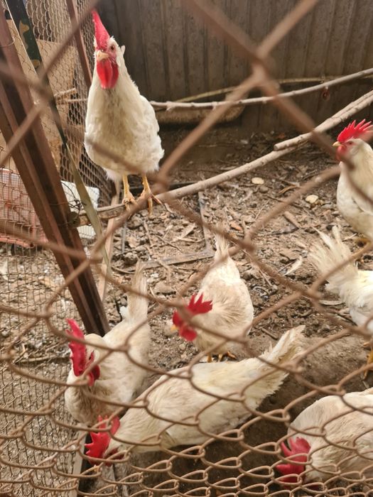 Петушки молодые  не дорого