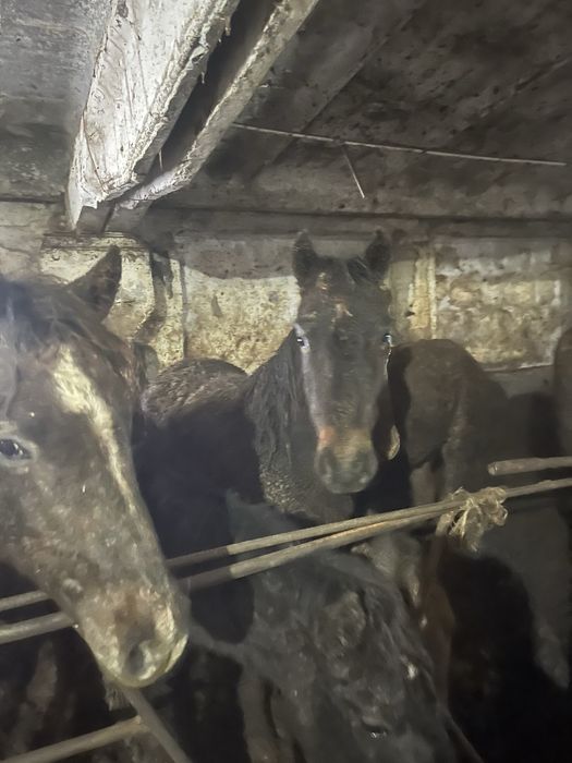 Продам лошадей тай и бие