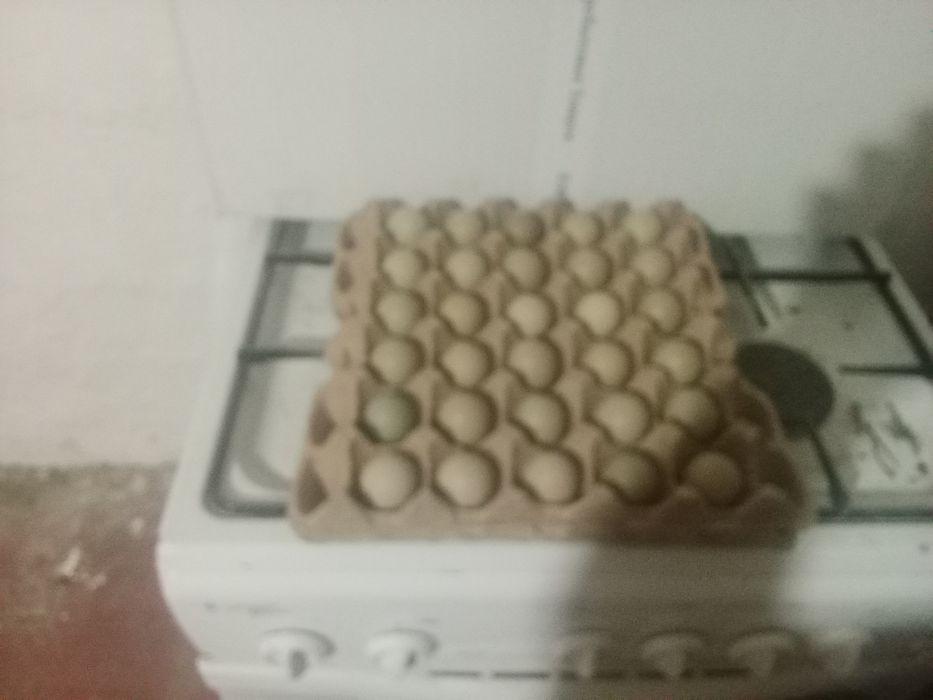 Қырғауыл жұмыртқасы