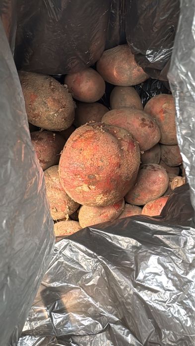 Продам картофель домашний