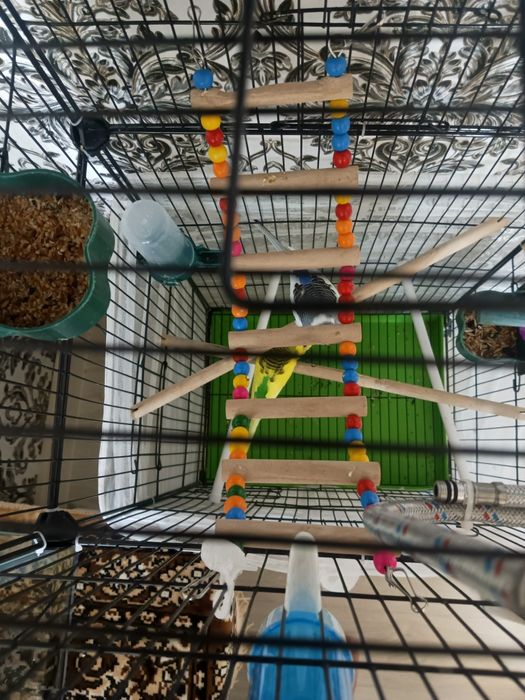 Продам попугаев с клеткой