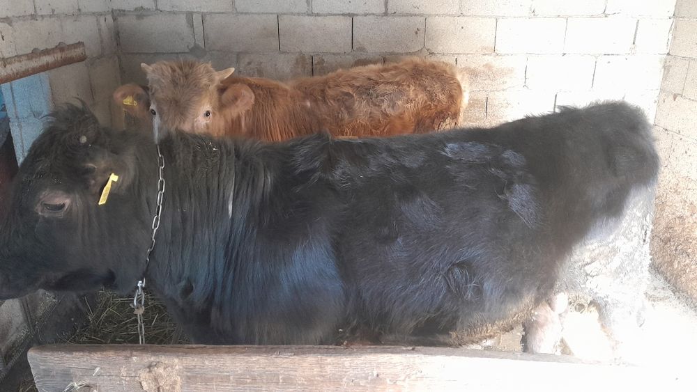 Продам Бычков по 1,5 года