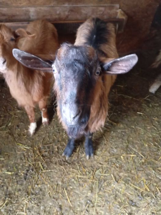 Vând țap alpin francez