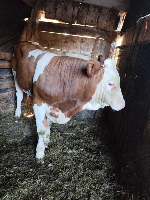 Vând vițel , tăuraș