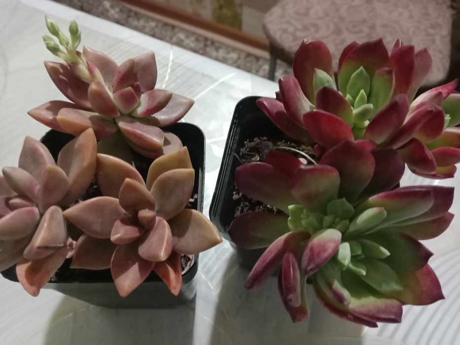 Суккуленты цветы продам