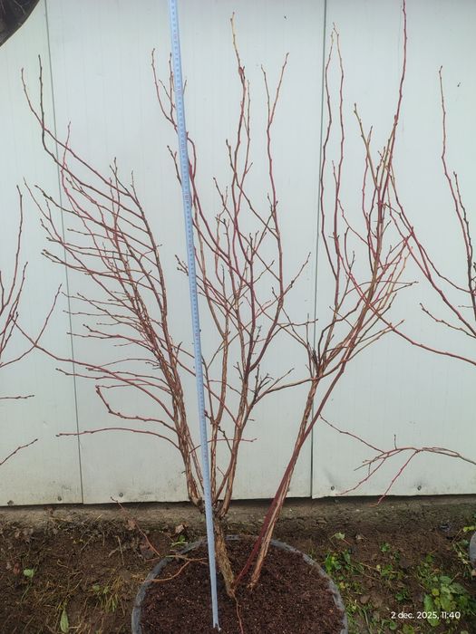 Afine cultură Duke anul 5