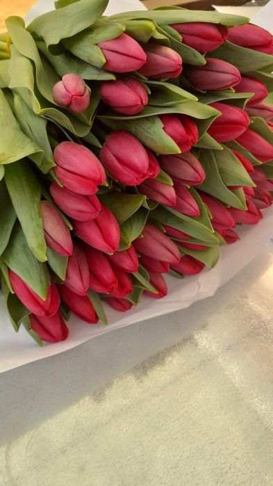 Тюльпаны оптом