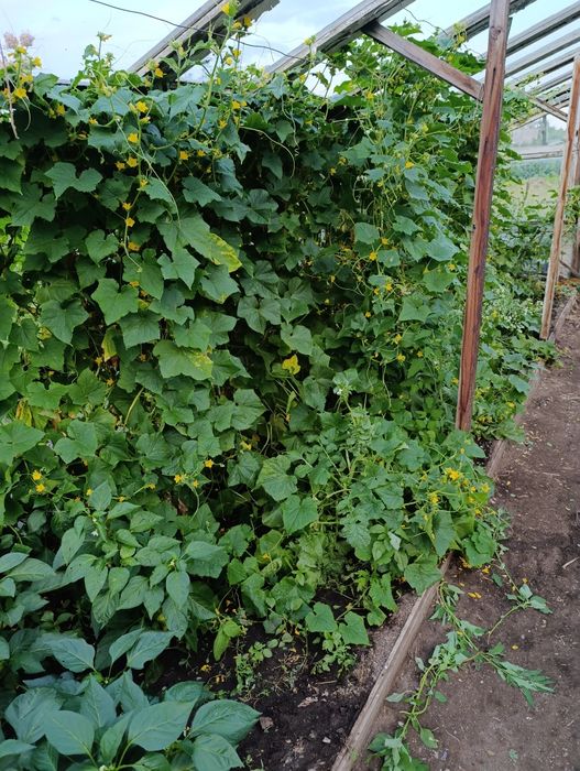 Продаётся дача на федоровке