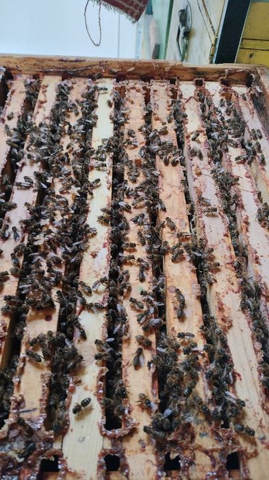 Vand familii de albine