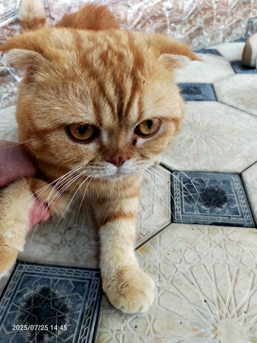 Кот вислоухий бритш