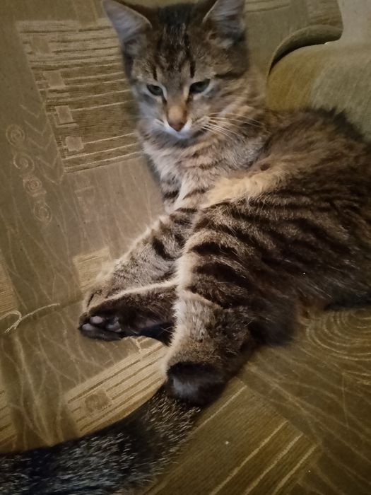 Отдаю даром , очень милые кошки