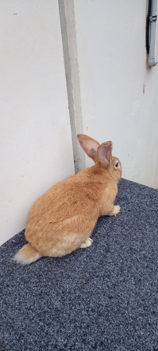 Uriaș german galben de vânzare